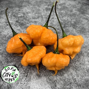 KS Peach Starrkist (KSPS) Pepper Seeds