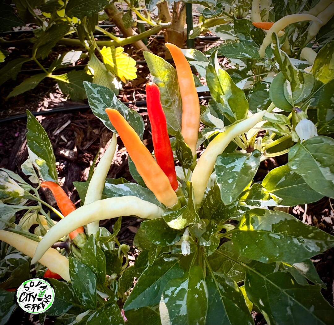 Varegated Whte Tha Pepper Seeds - Etsy