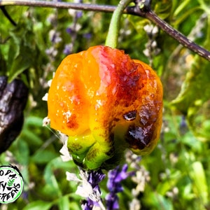 Pockmark Orange Pepper Seeds