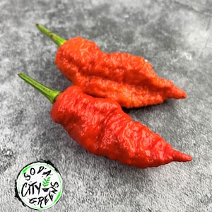 Death Spiral (Death Pepper) Pepper Seeds