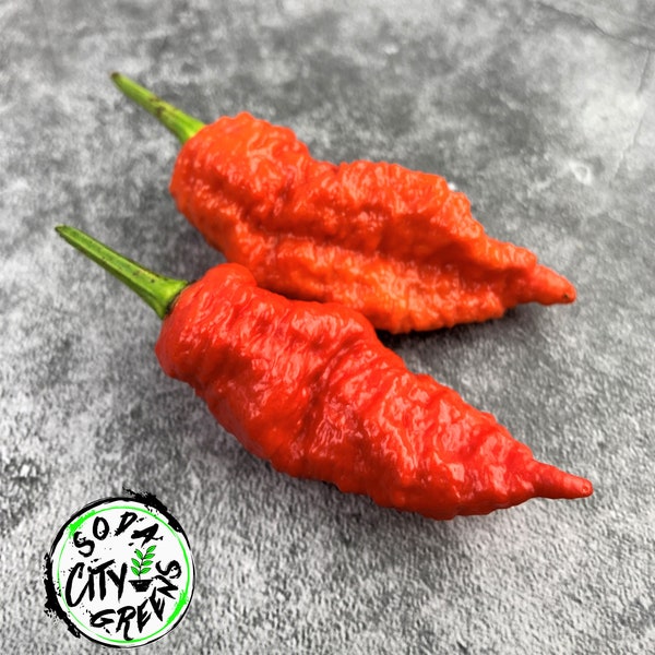 Death Spiral (Death Pepper) Pepper Seeds 10+ SHIPS FREE!!