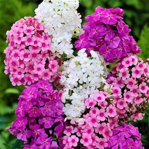 Phlox (Dwarf) Flower Seeds