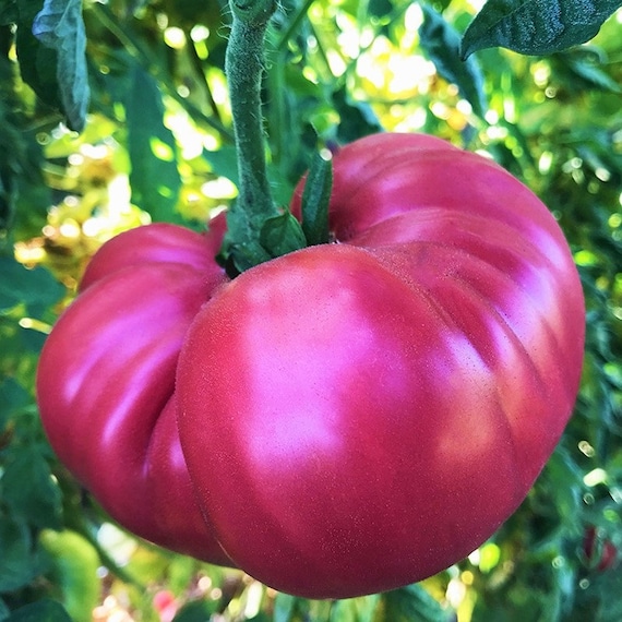 Giant Pink Belgium Heirloom Tomato Seeds