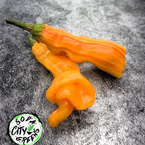 Sugar Rush Stripey Pepper Seeds
