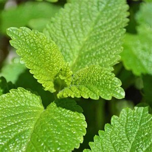 Lemon Balm Heirloom Herb Seeds
