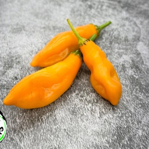 Aji Mango Pepper Seeds