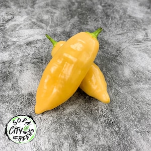 Sugar Rush Peach Pepper Seeds