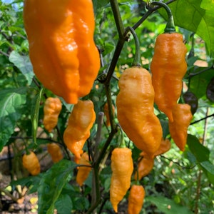 Orange Ghost Paprika Samen