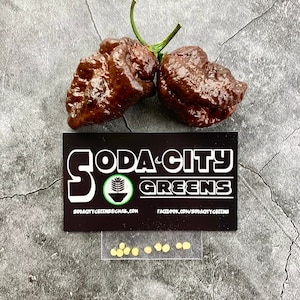 Apocalypse Chocolate Scorpion Pepper Seeds