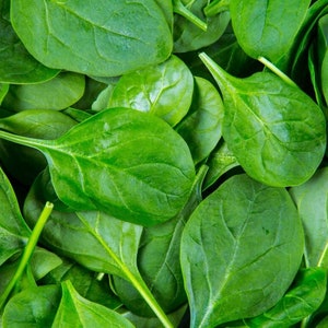 Baby Spinach Seeds 30 SHIPS FREE image 1