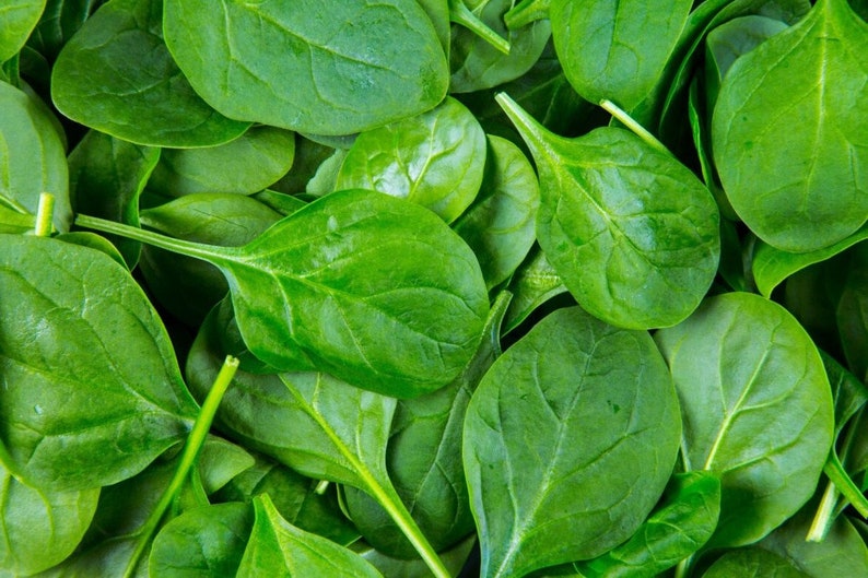 Baby Spinach Seeds 30 SHIPS FREE image 1