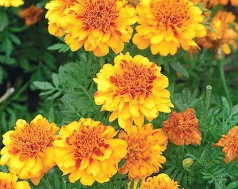 Marigold French Double Dwarf Flower Seeds