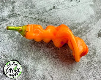 Sugar Rush Stripey Pepper Seeds