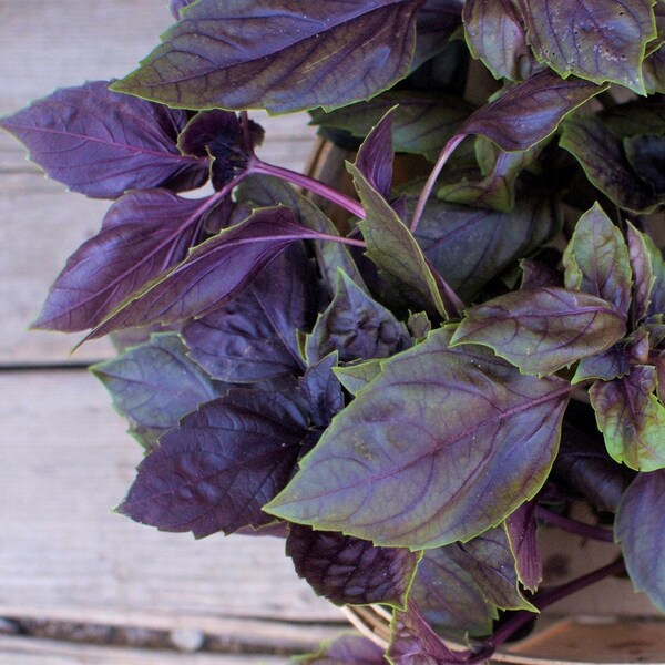 Two Purple Basil (Dark Opal) Herb Live Plants