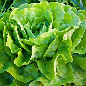 Heirloom Bibb Lettuce Seeds