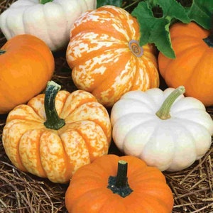 Two Mini Pumpkin Live Plants