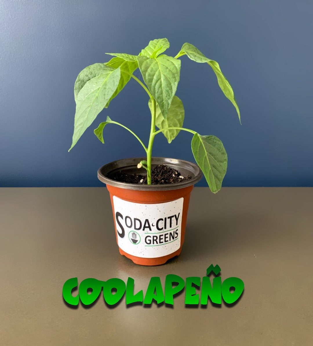 Coolapeno heatless Jalapeno Pepper Live Plants Etsy