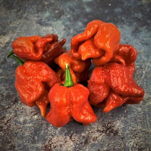Scorpion Pepper Seeds