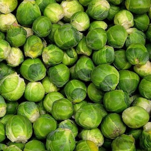 Brussels Sprouts Heirloom Seeds