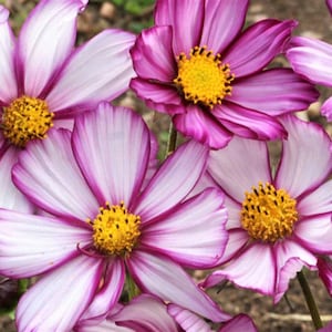 Cosmos Candy Stripe Flower Seeds