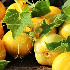 Lemon Cucumber Heirloom Seeds