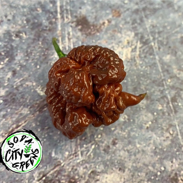 7 Pot Chocolate Primo Pepper Seeds 10+ SHIPS FREE!!