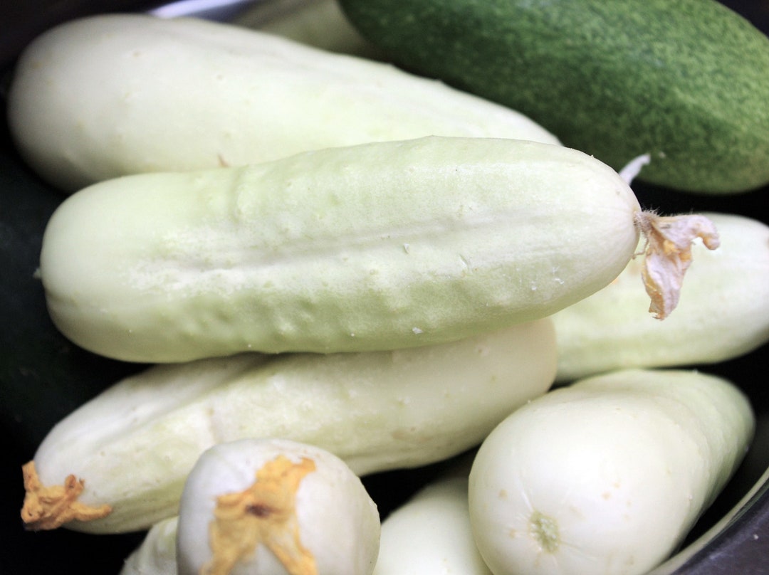 White Wonder Cucumber Seeds - Etsy