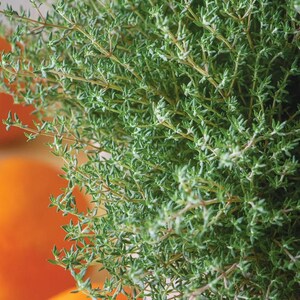 May include: A close-up of a bunch of fresh green thyme.