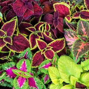 Coleus Rainbow Blend Seeds