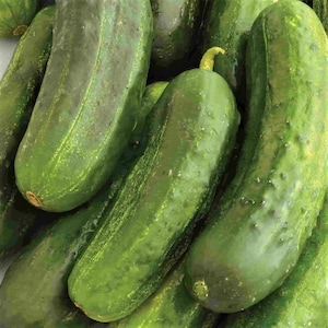 National Pickling Cucumber Seeds