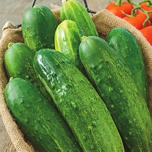 Straight 8 Heirloom Cucumber Seeds