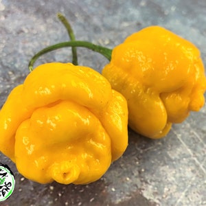 Yellow Trinidad Moruga Pepper Seeds