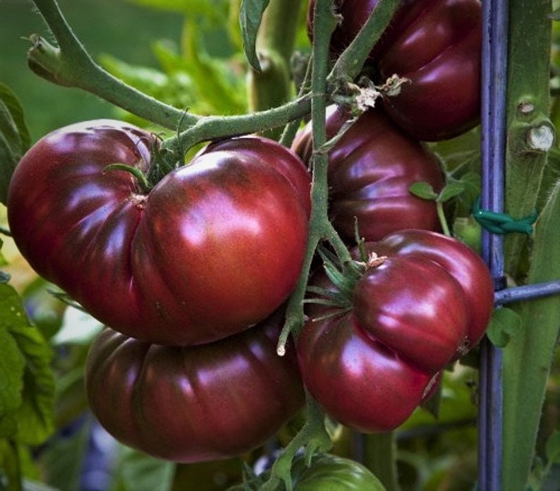 Black Krim black Russian Heirloom Tomato Seeds 20 SHIPS Etsy