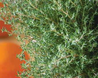 May include: A close-up of a bunch of fresh green thyme.