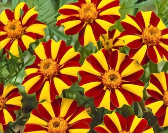 Jester Marigold Flower Seeds