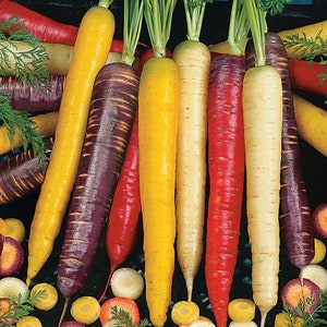 Rainbow Carrot Seeds