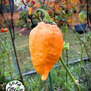 May include: Close-up of a ripe, orange pepper with a textured surface, hanging from a green stem. The pepper has a curved green stem and a teardrop shape. The background shows other peppers and foliage.