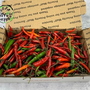 Thai Bird Chili Pepper Boxes (Freshly Picked)