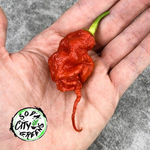 Primotalii het röd paprika frön