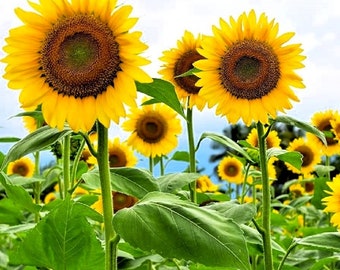 Skyscraper Sunflower Seeds 10+