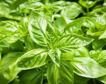 Sweet Basil Heirloom Herb Seeds