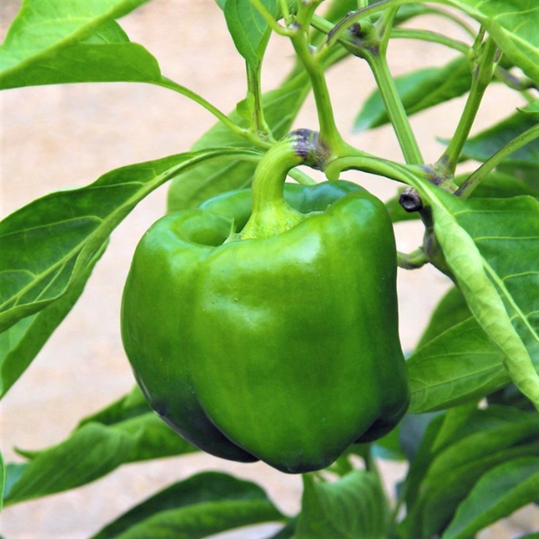 Sweet Green Bell Pepper Seeds 10 SHIPS FREE Etsy