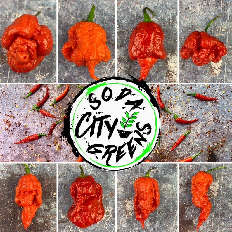 Armageddon Hot Pepper Seeds 10 SHIPS FREE Etsy