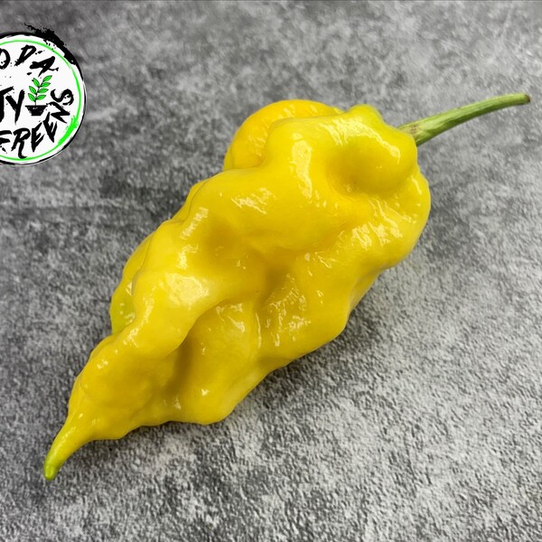 Yellow Moruga x JRGS Hybrid Pepper Live Plant