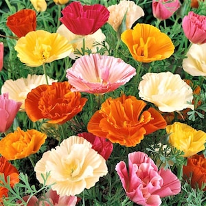 California Poppy Flower Seeds