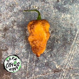 Pink Tiger Pepper Seeds