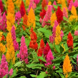 Celosia Pampas Plume Flower Seeds