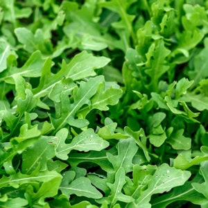 Arugula Heirloom Seeds (Roquette)