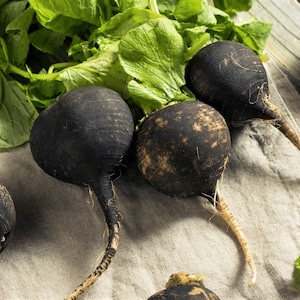 Black Spanish Heirloom Radish Seeds