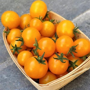 Graines de micro-tomate nain chapeau orange